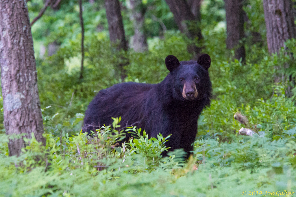 American Black bear