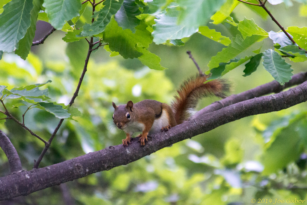 American Red Squirrel
