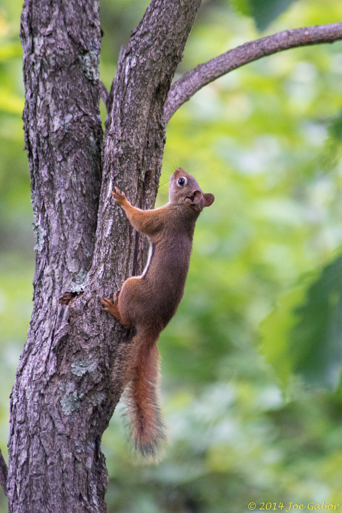 American Red Squirrel