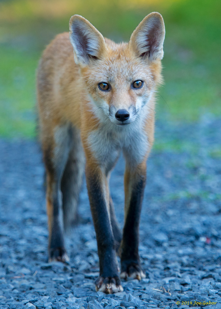 Red Fox