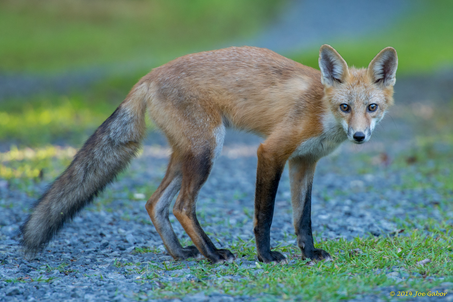 Red Fox