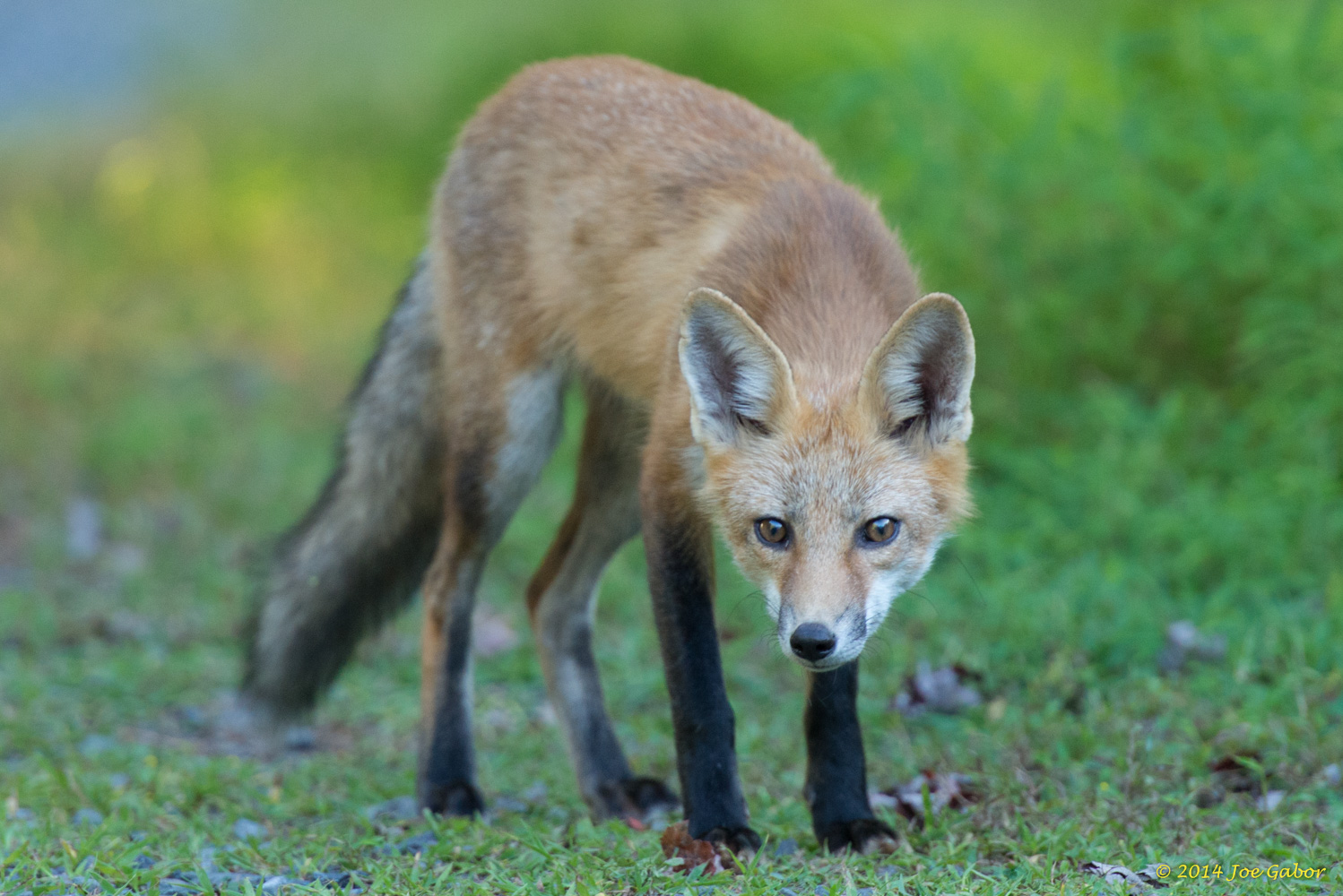Red Fox