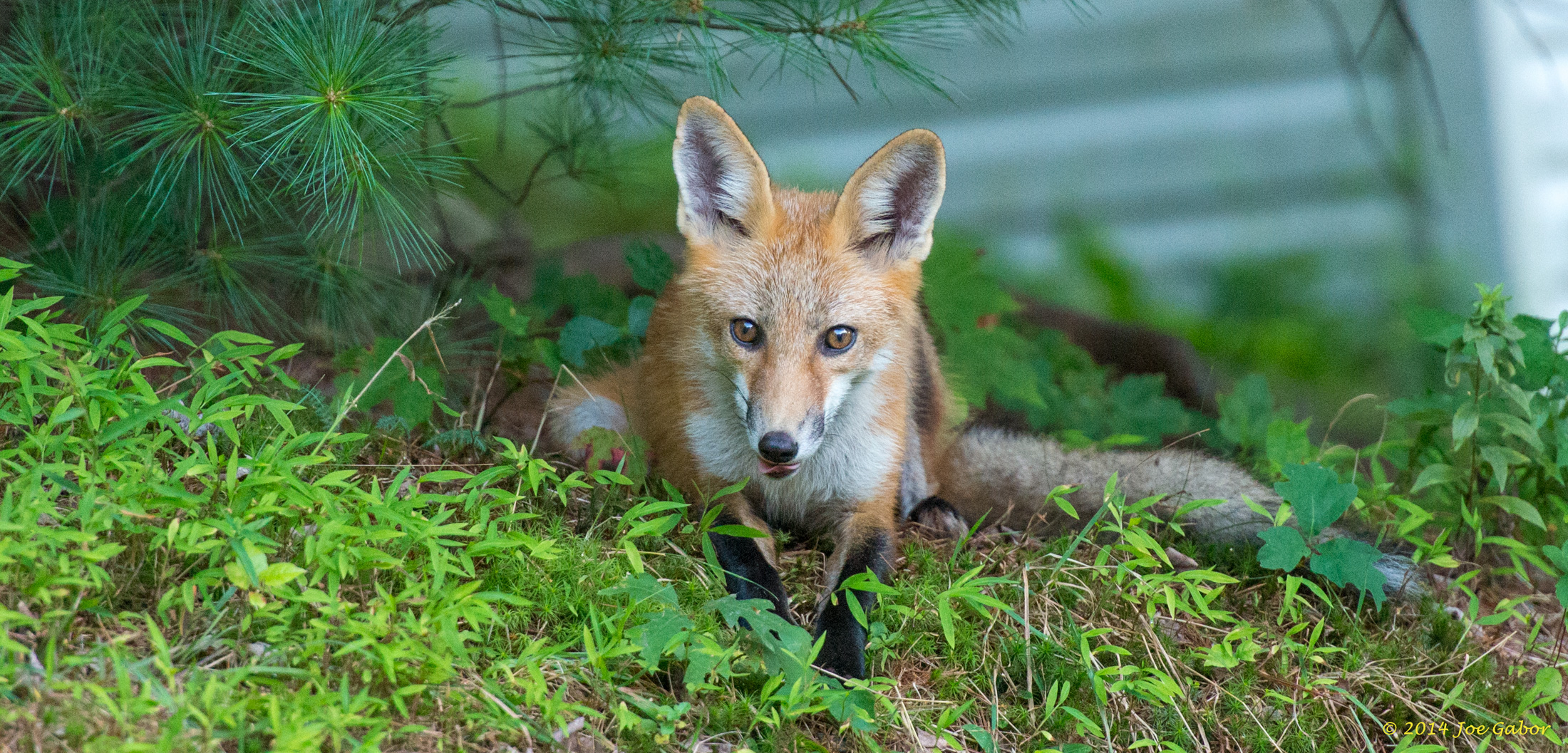 Red Fox