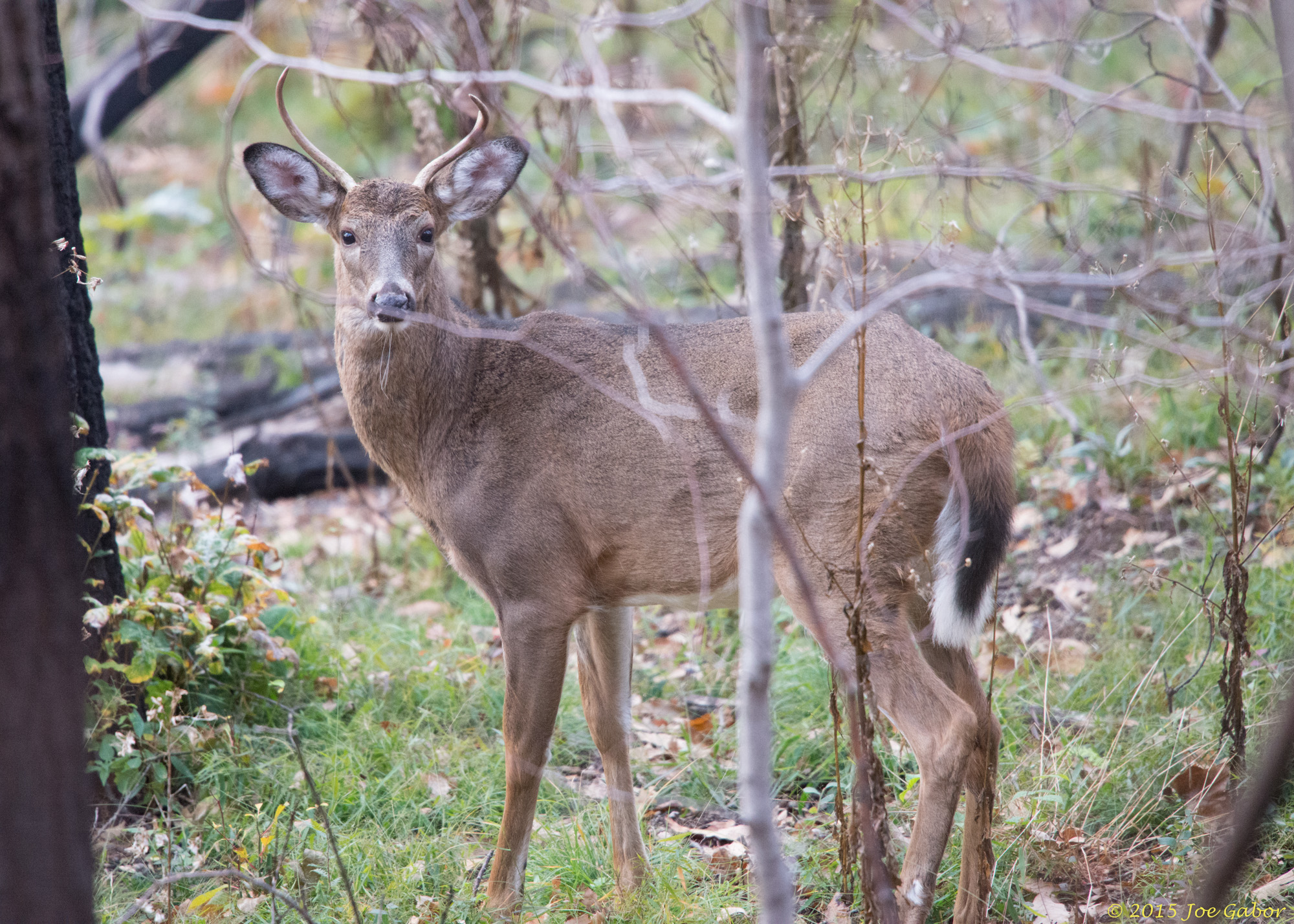 White-tailed Deer