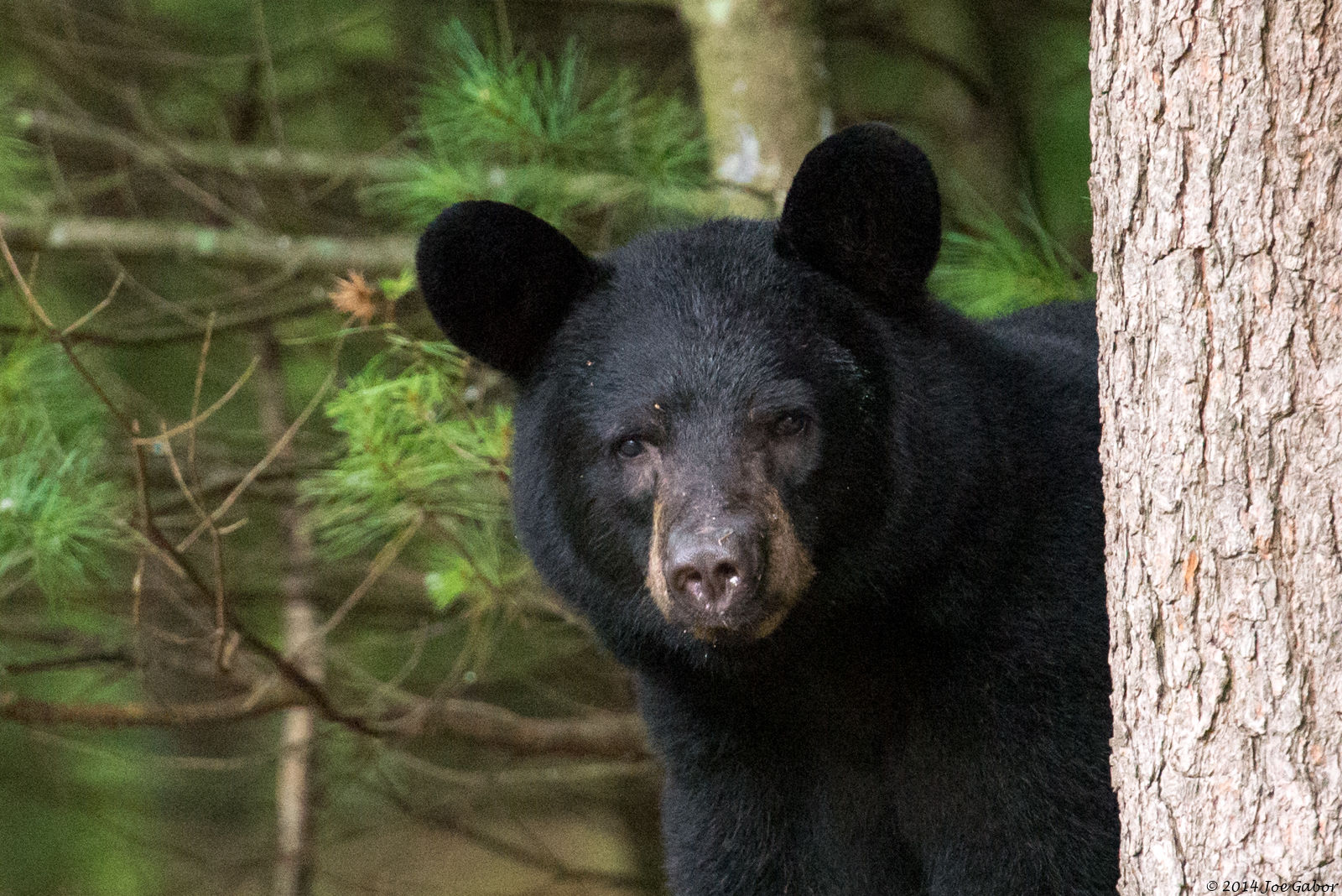 American Black Bear