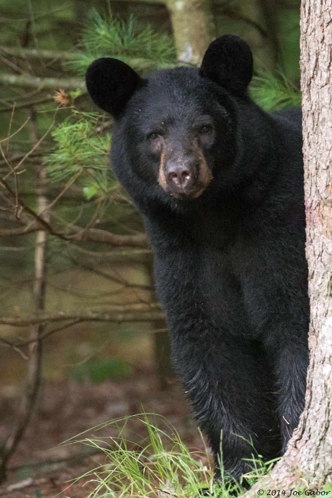 American Black Bear