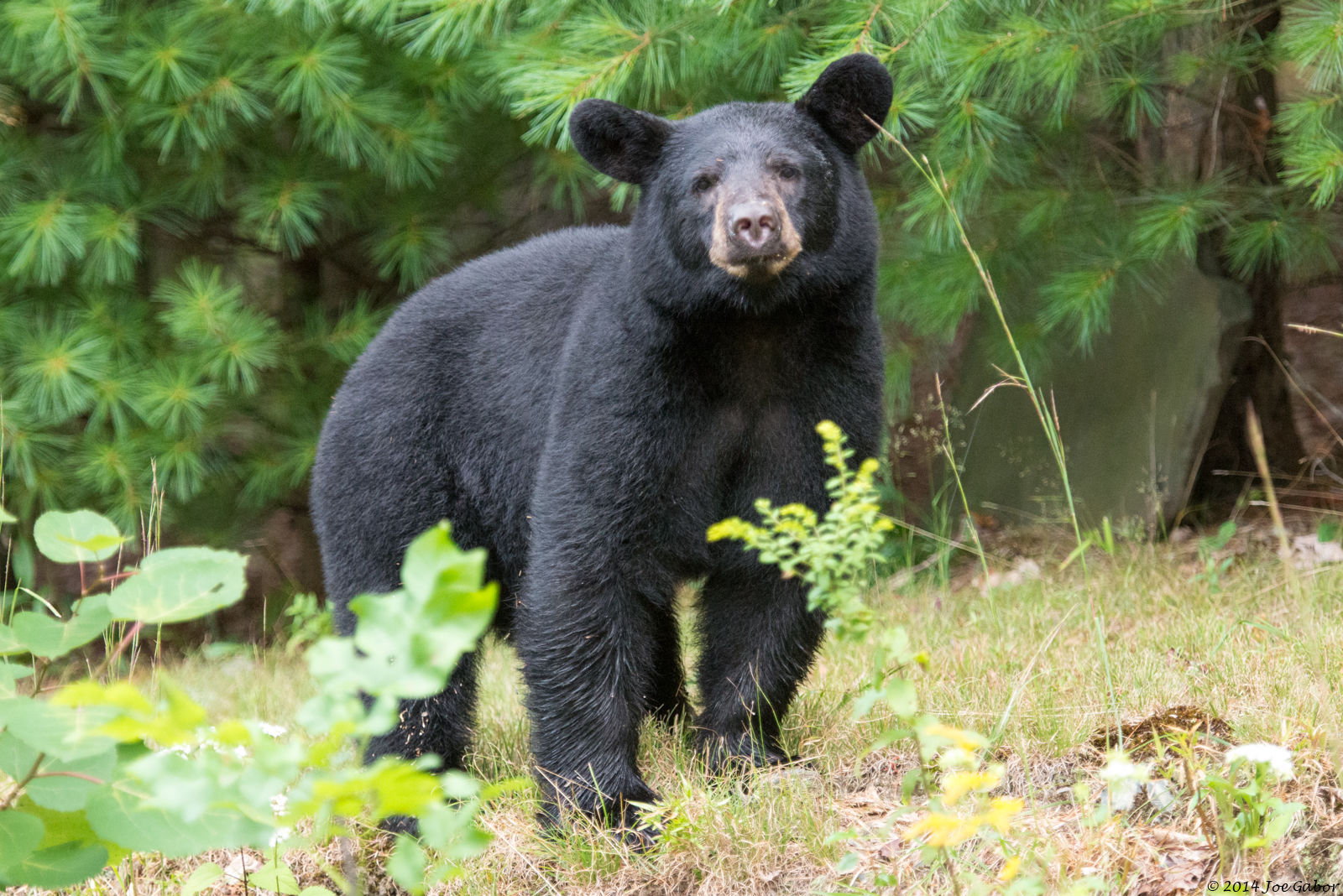 American Black Bear