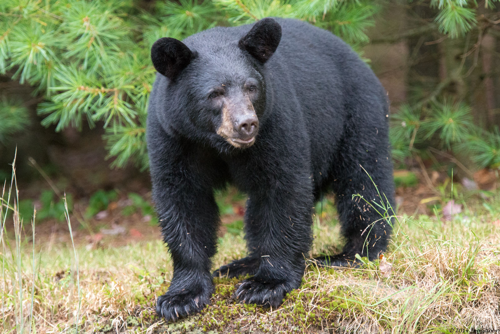 American Black Bear