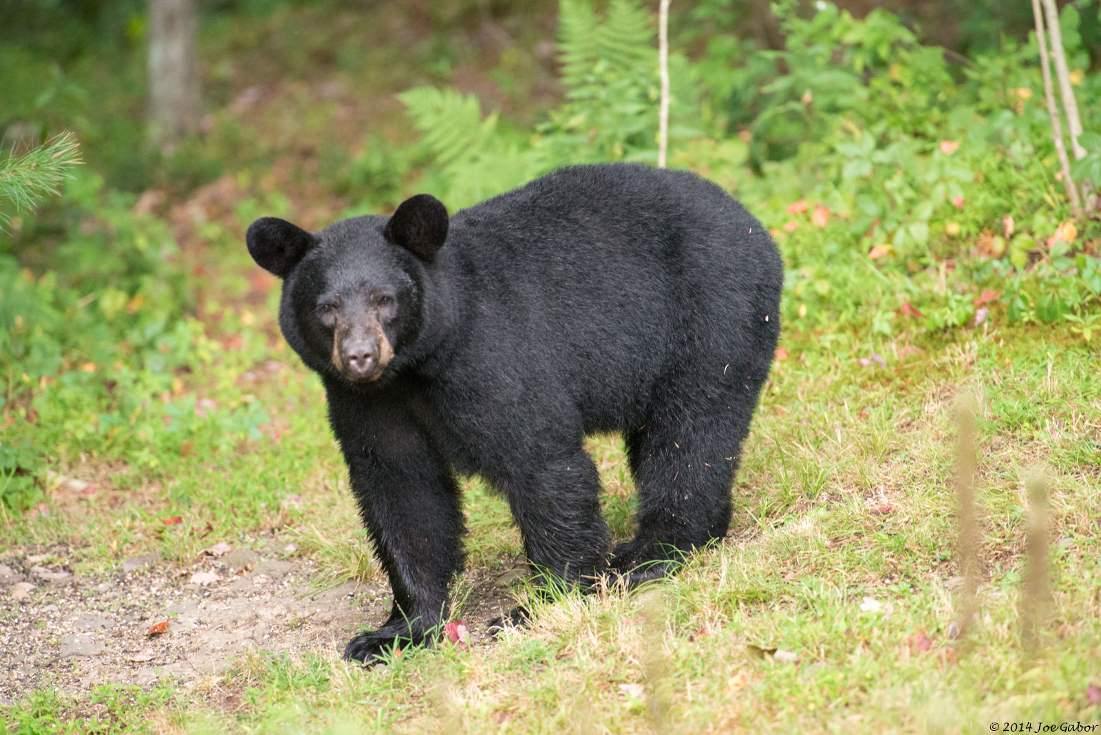 American Black Bear