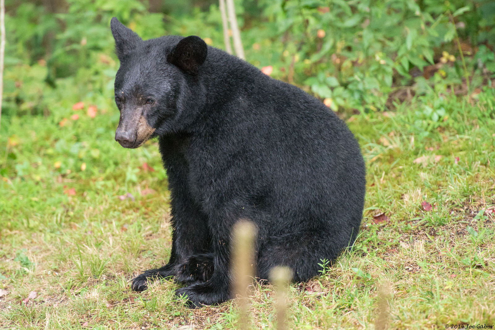 American Black Bear