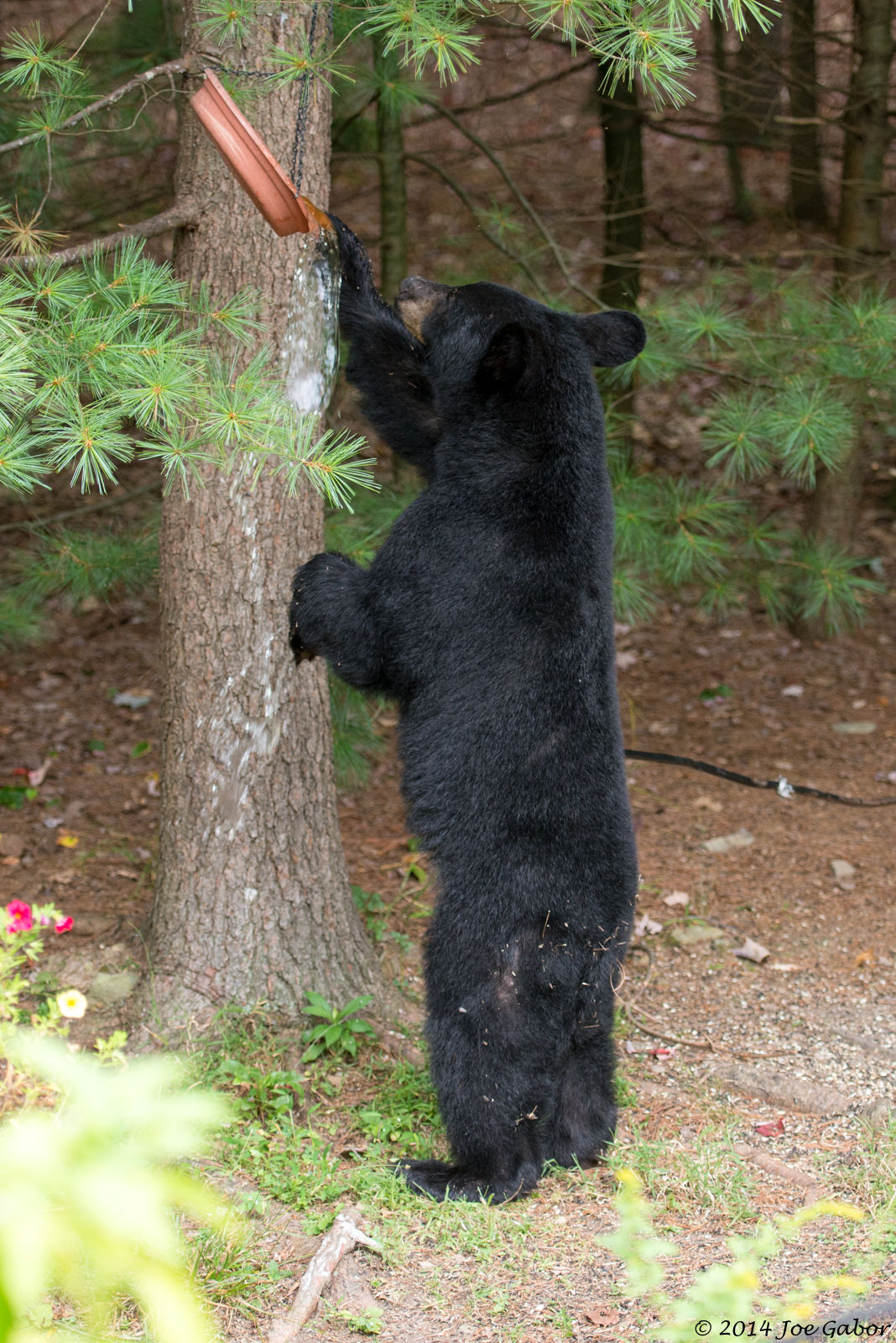 American Black Bear
