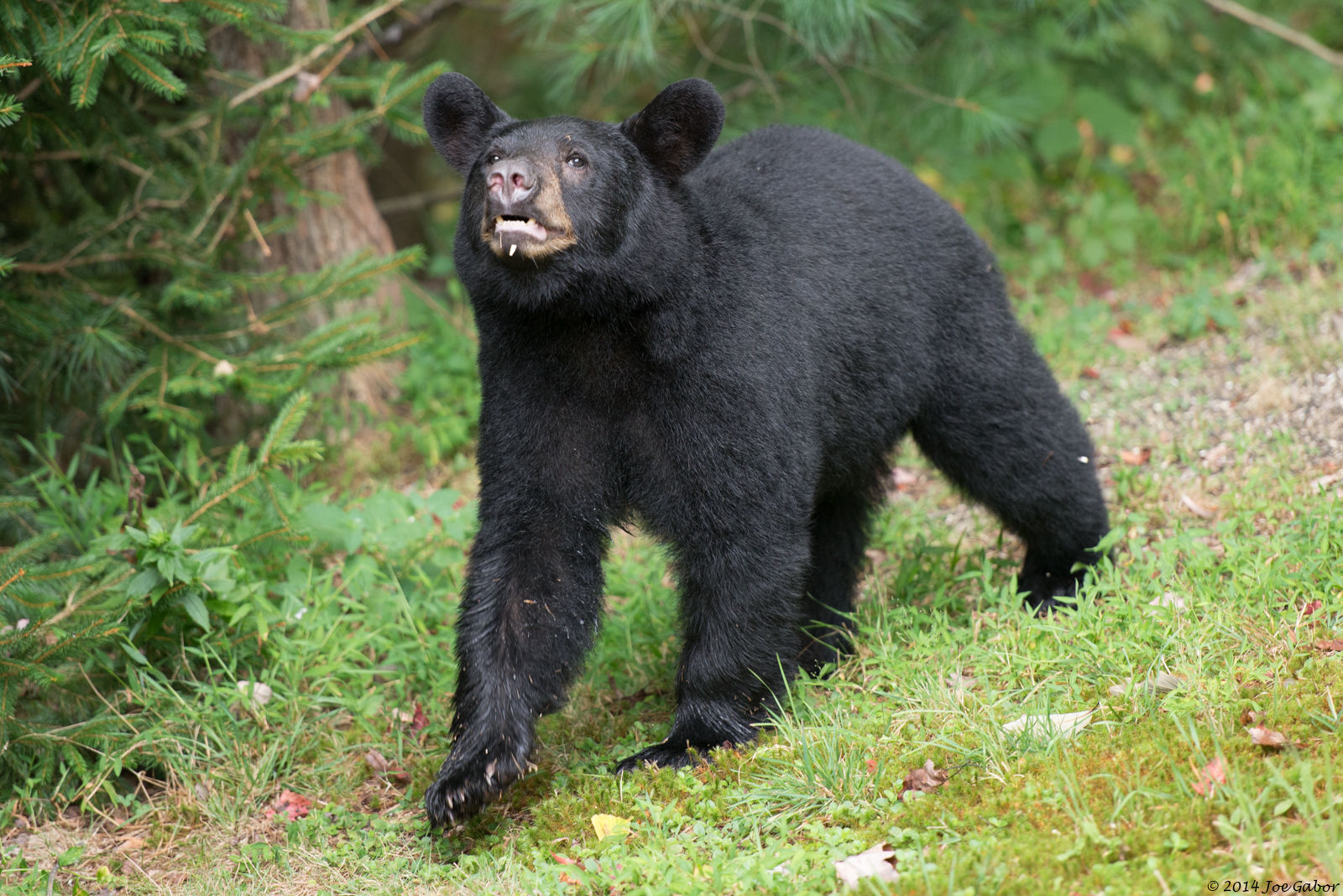 American Black Bear