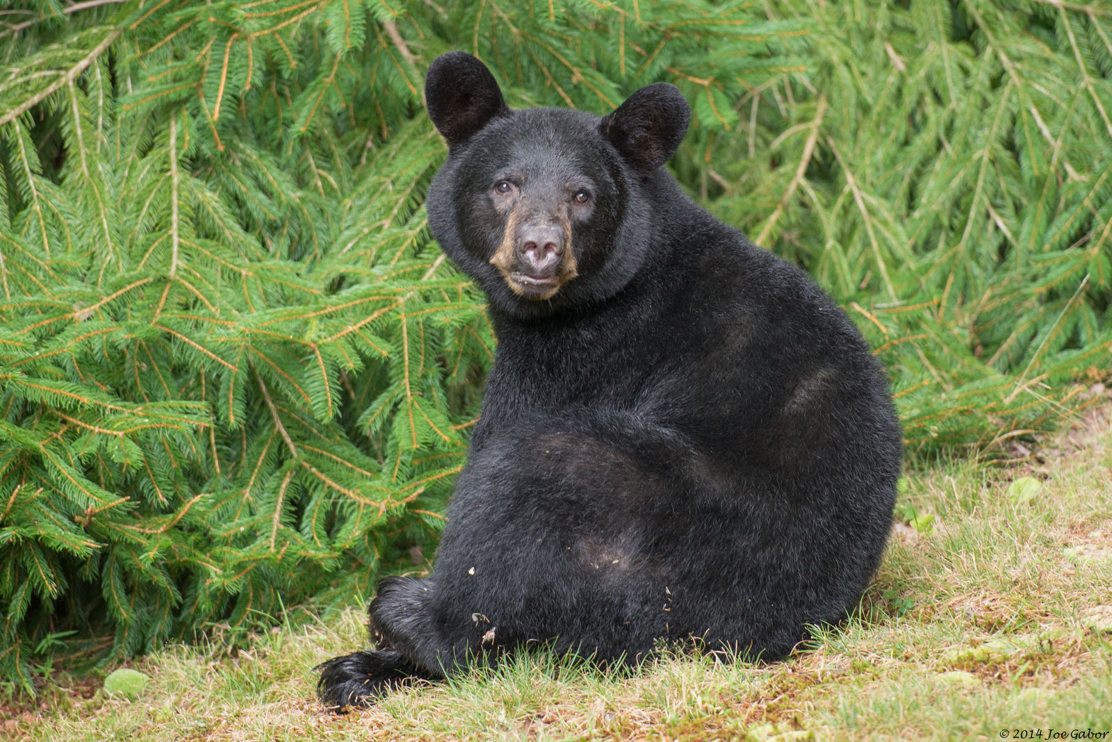 American Black Bear