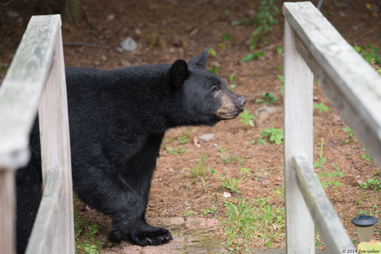 American Black Bear