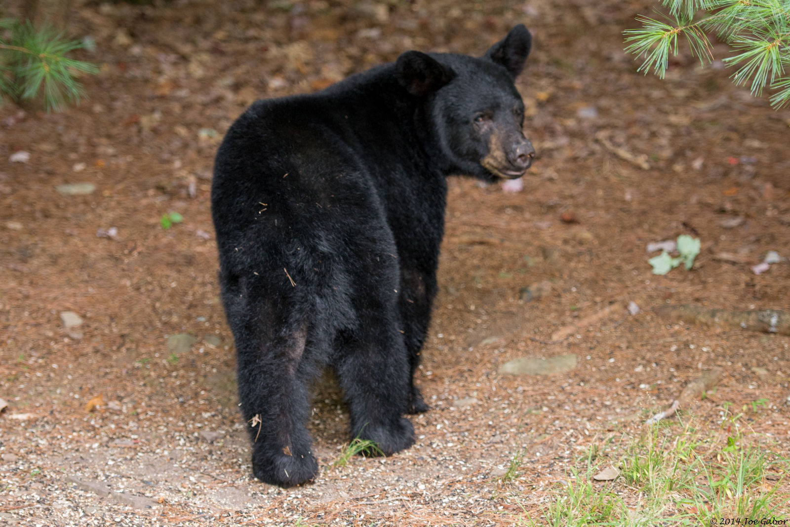 American Black Bear
