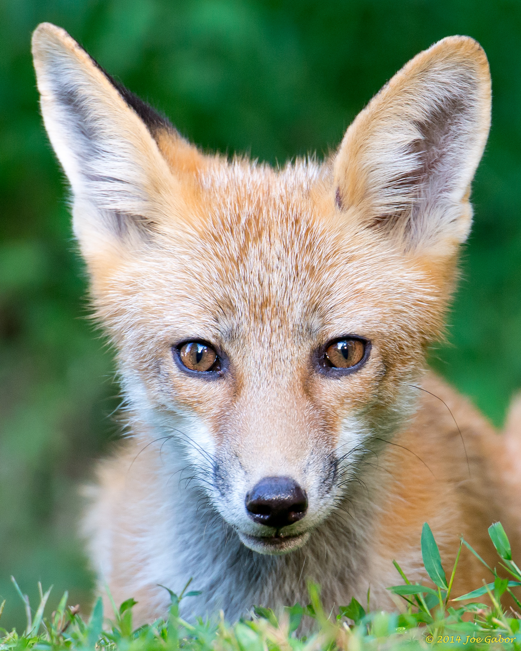 Red Fox