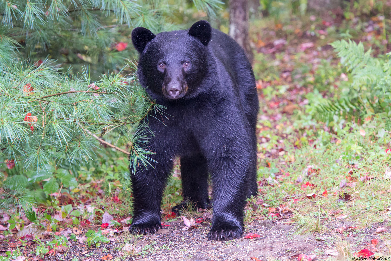 American Black Bear