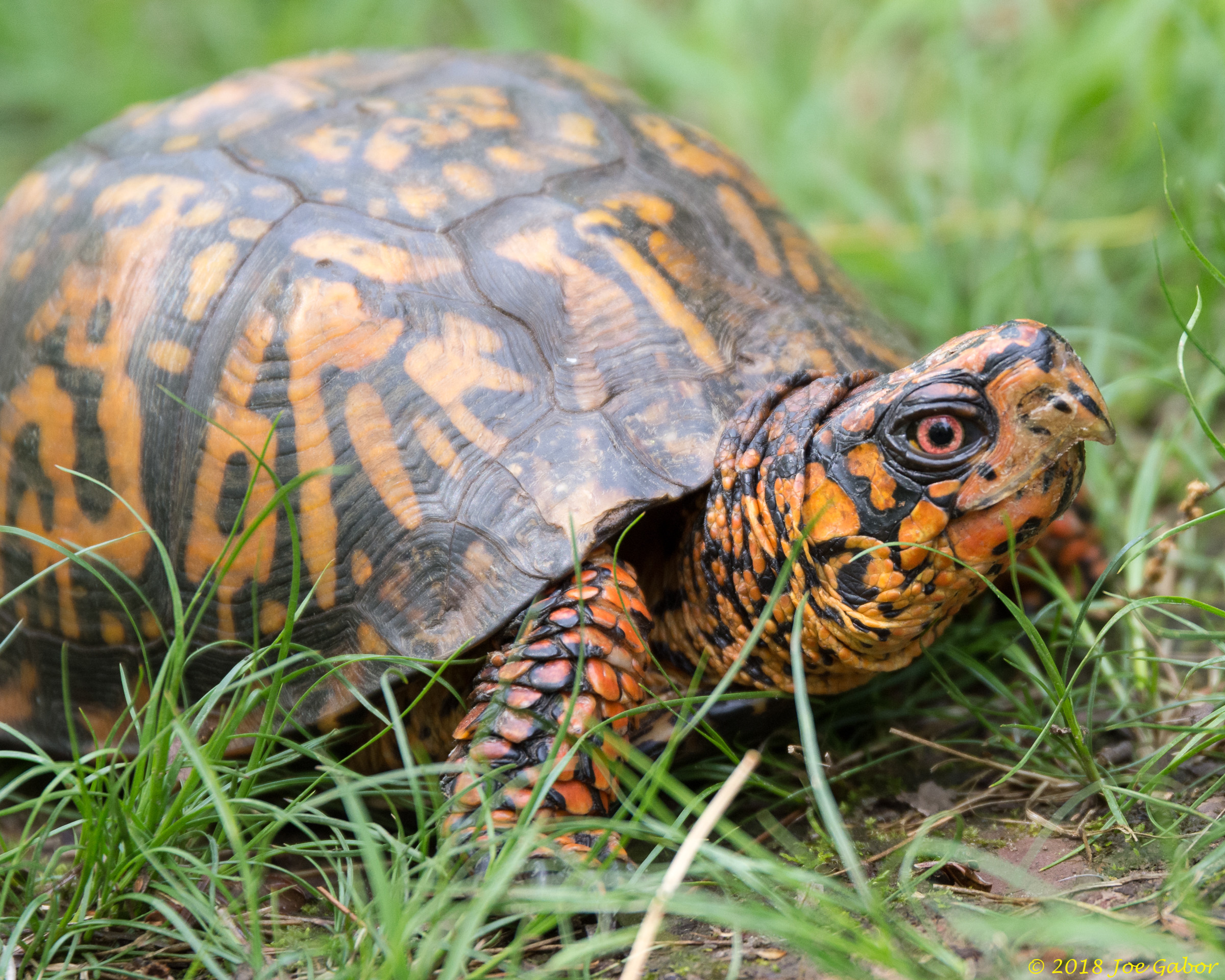 Eastern Box Turtle (Terrapene carolina carolina)