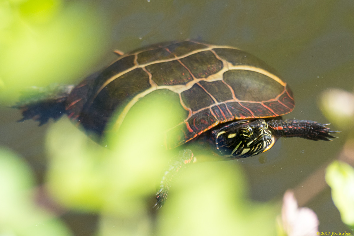 Painted Turtle (Chrysemys picta)