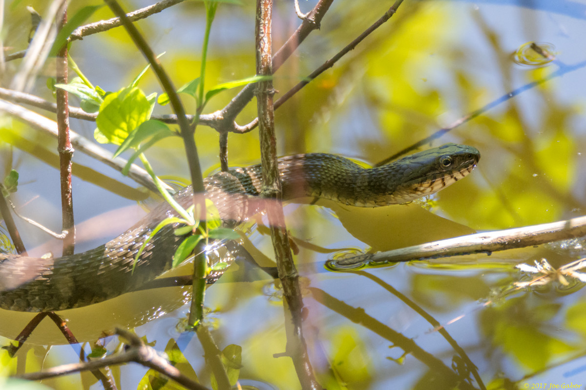 Northern Water Snake (Nerodia sipedon)