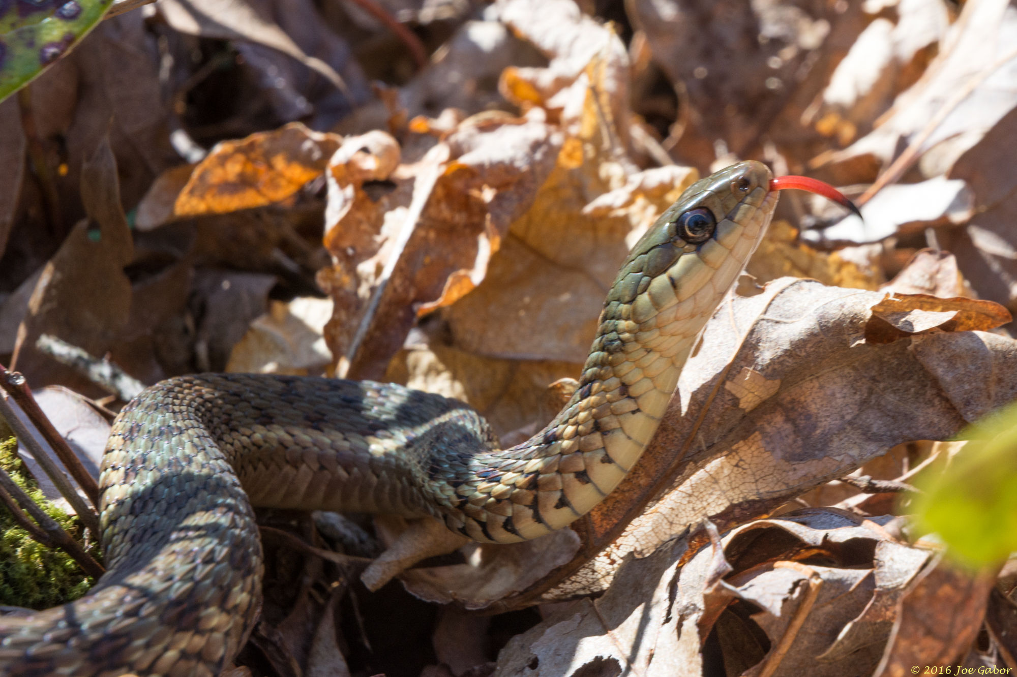 Garter Snake