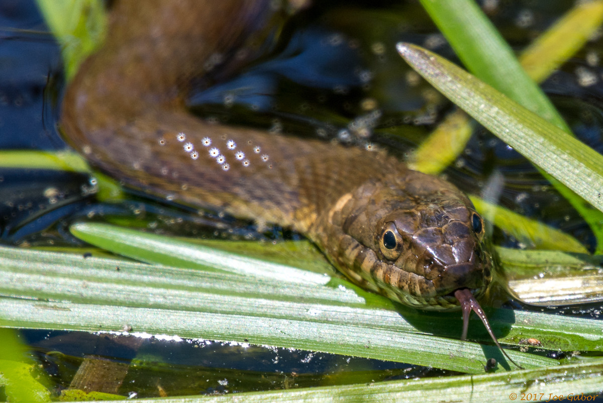 Northern Water Snake (Nerodia sipedon)
