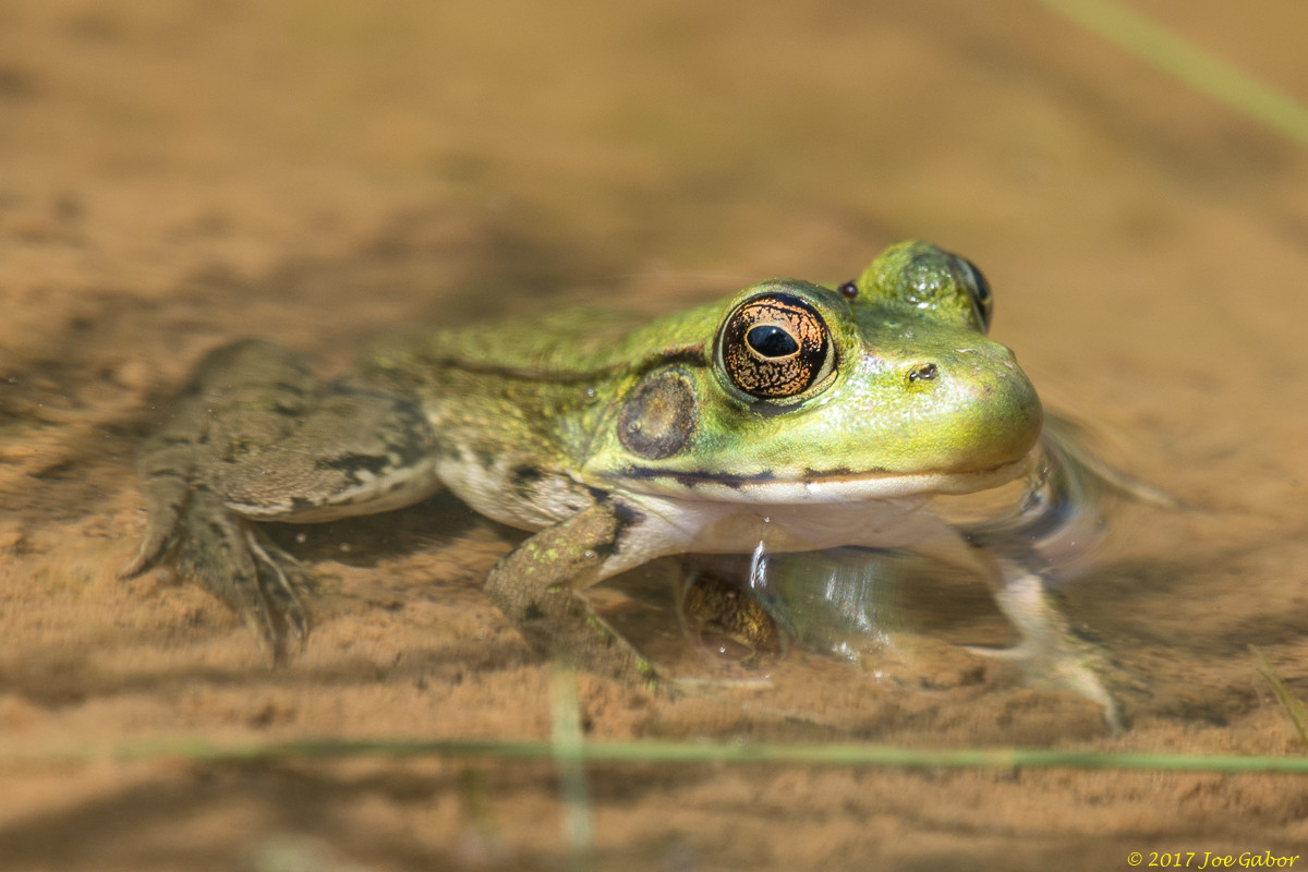 American bullfrog (Lithobates catesbeianus)