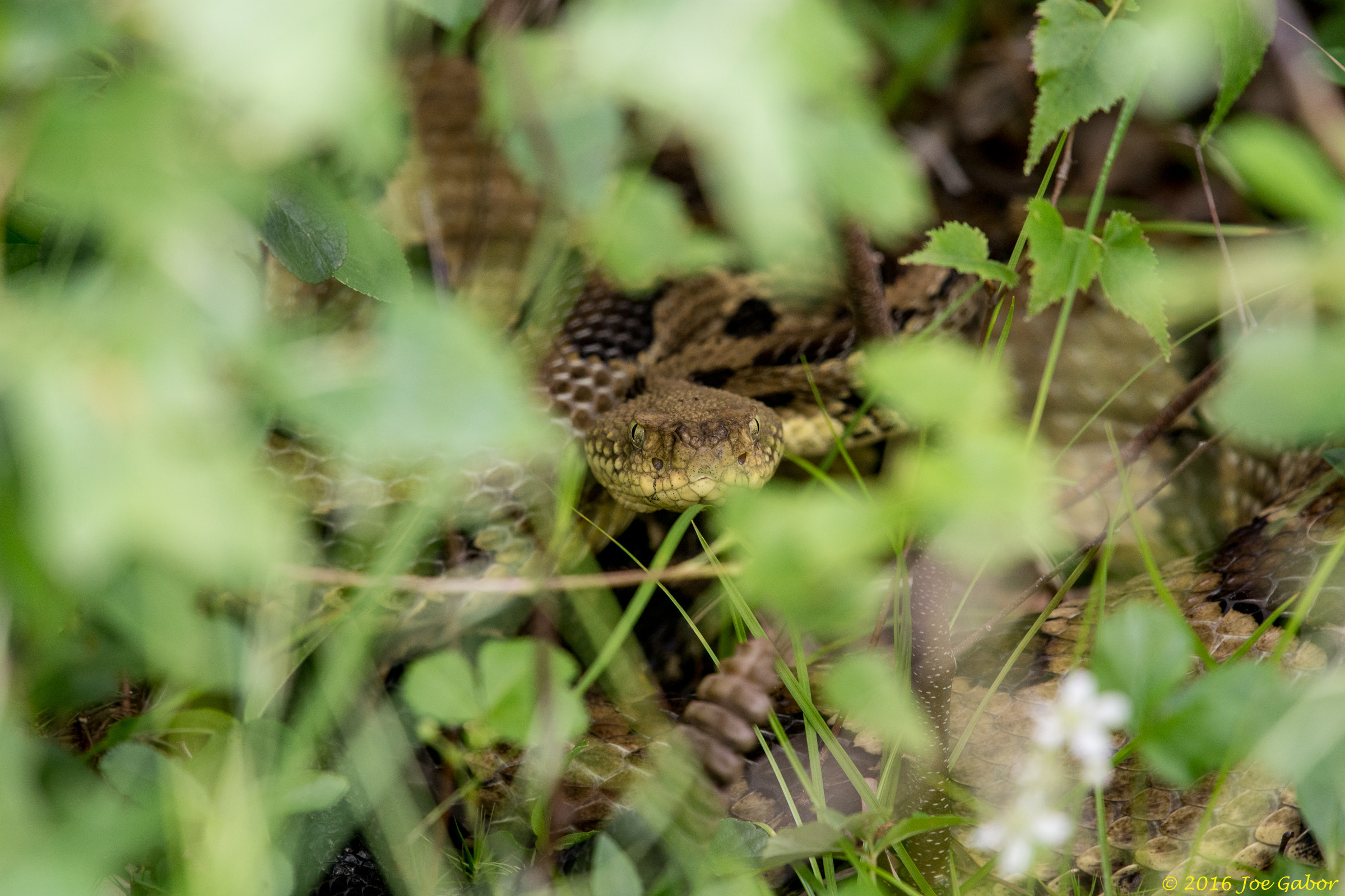 Timber Rattle Snake