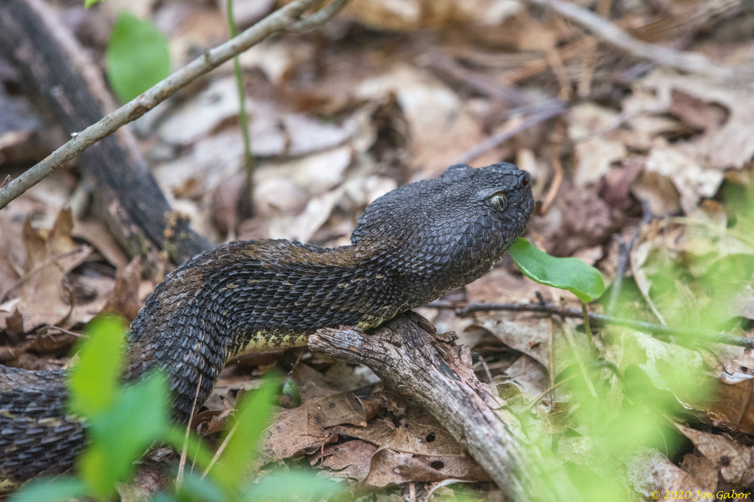Timber Rattlesnake     Crotalus horridus