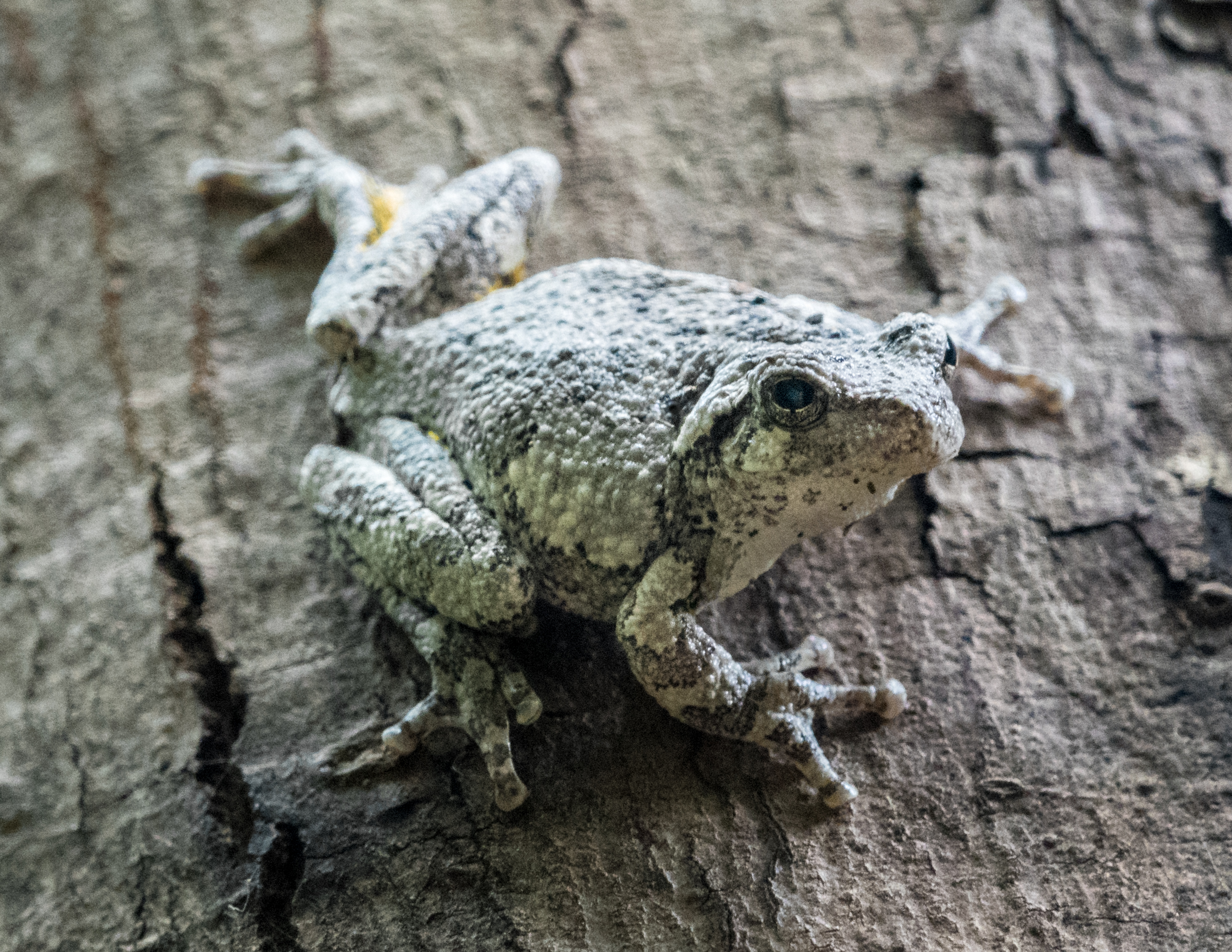 Gray Treefrog (Dryophytes versicolor)