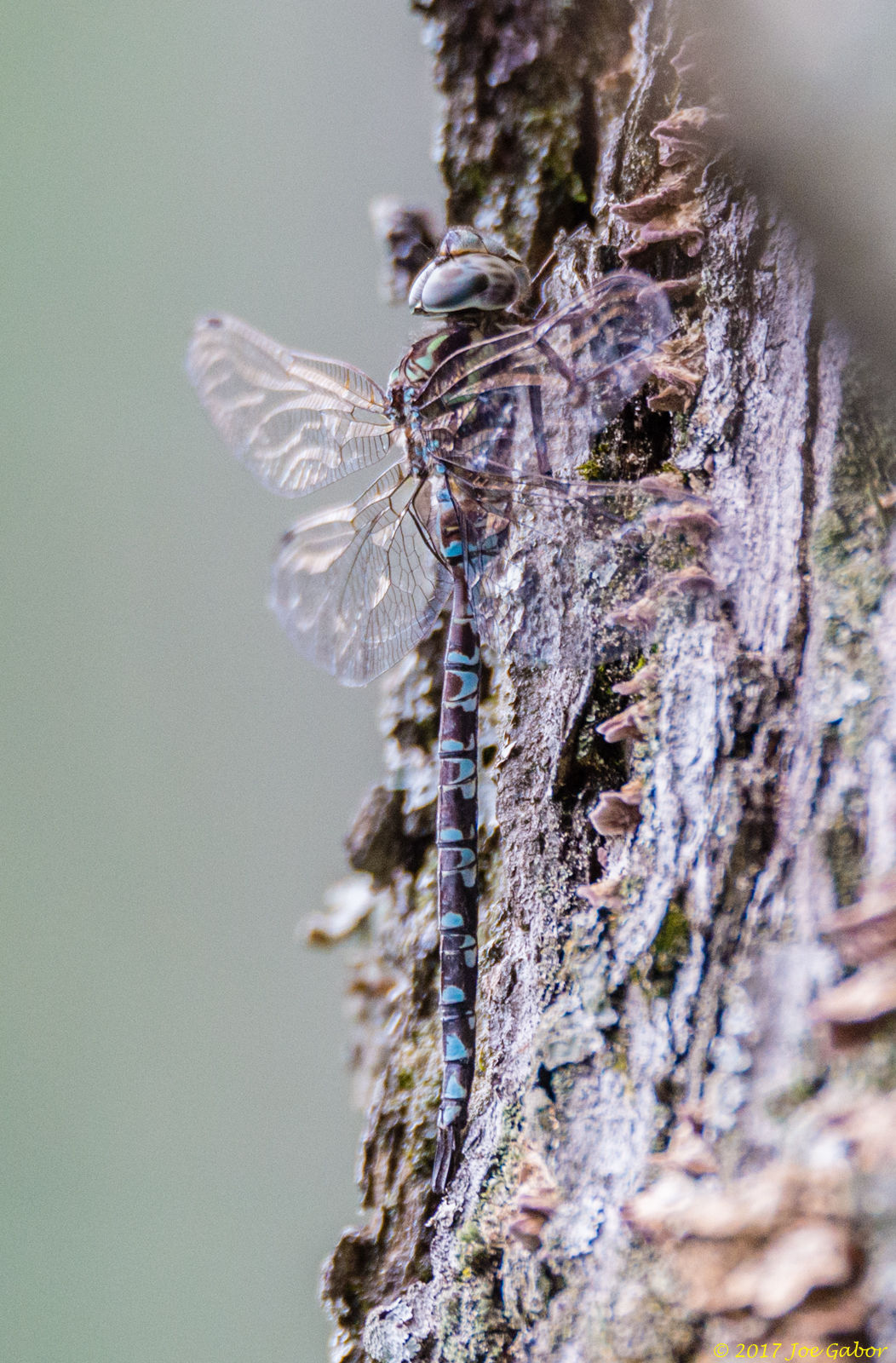 Lance-tipped Darner (Aeshna constricta)
