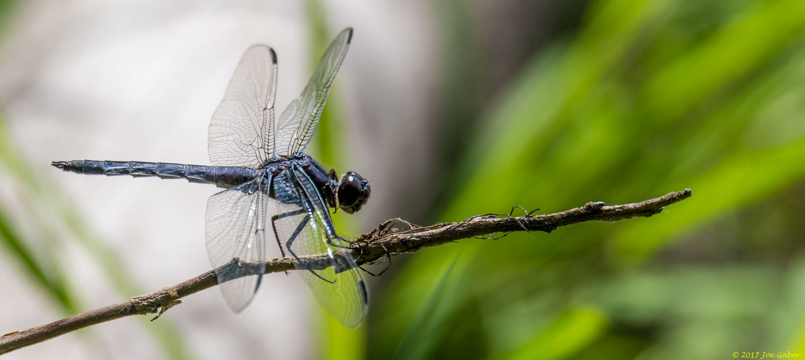 Great Blue Skimmer (Libellula vibrans)