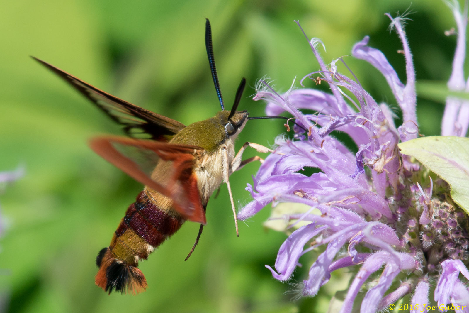 Hummingbird Hawk-Moth