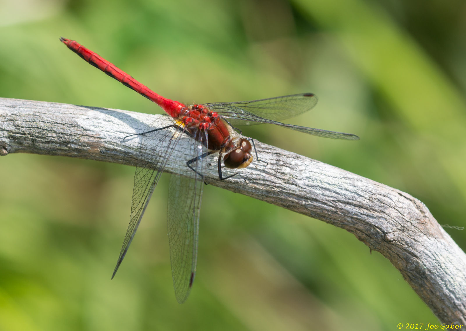 Autumn Meadowhawk Dragonfly (Odonate sympetrum vicinum)