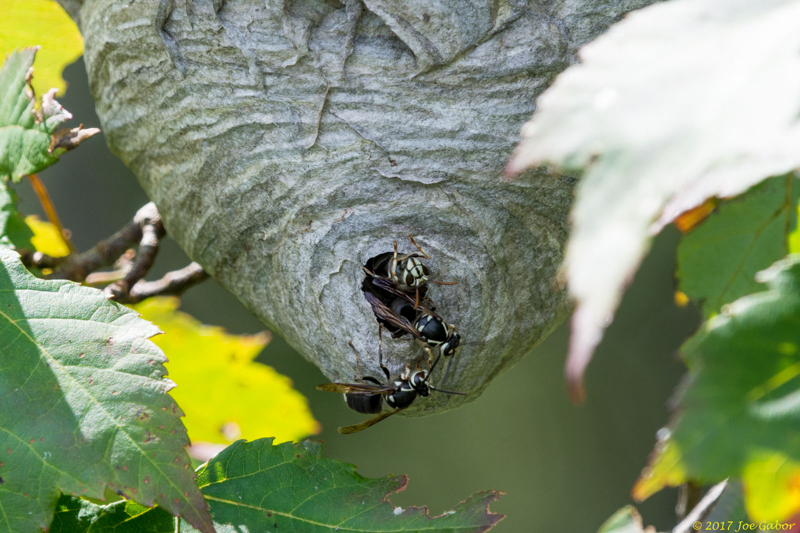 Bald-faced hornet (Dolichovespula maculata)
