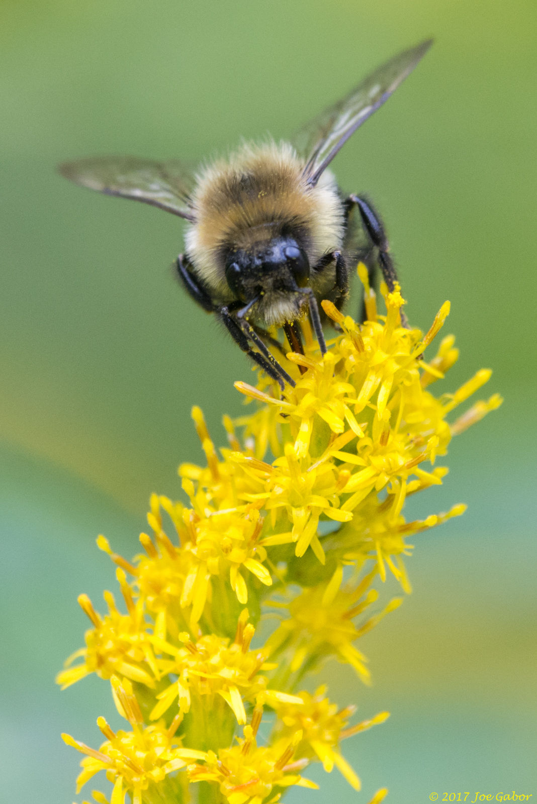 Bumblebee (Bombus)