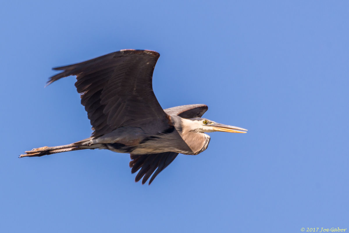 Great Blue Heron
(Ardea herodias)
