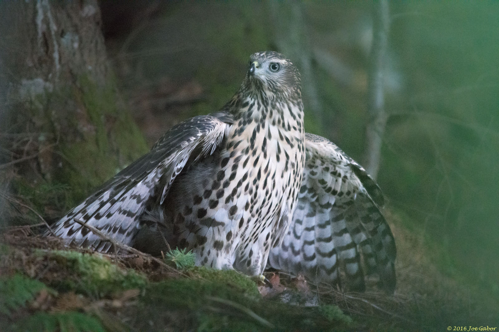 Northern Goshawk