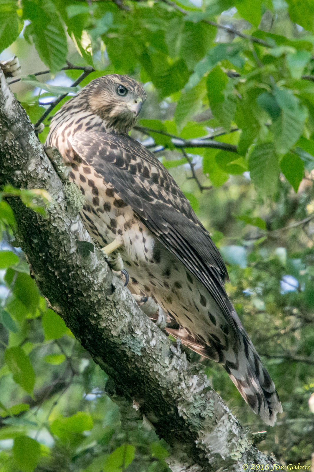 Northern Goshawk