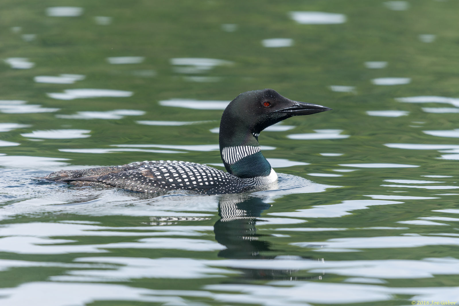 Common Loon