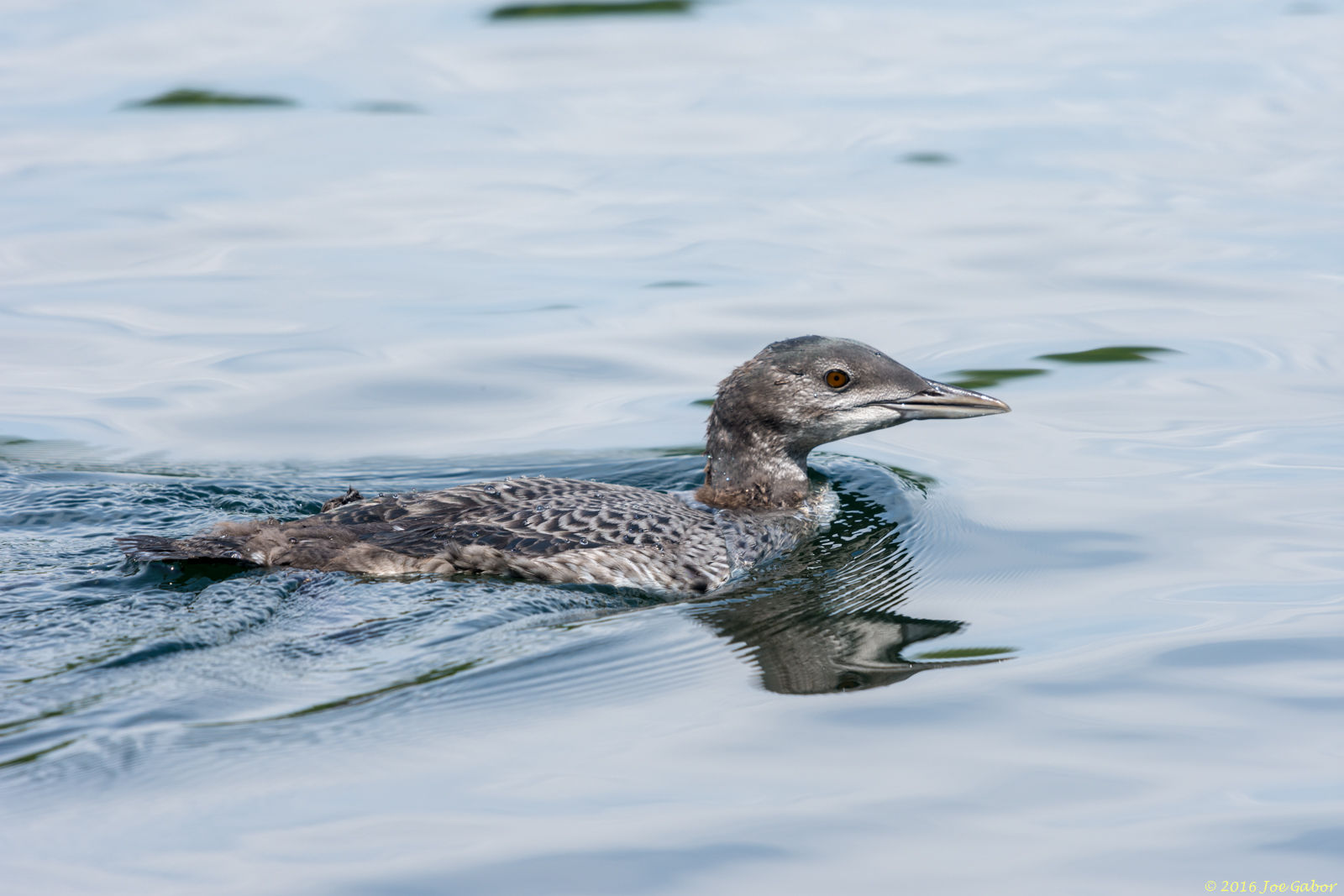 Common Loon chick