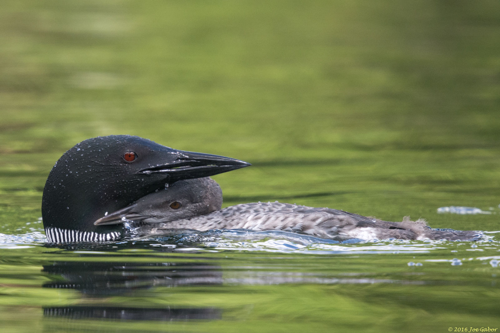 Common Loon