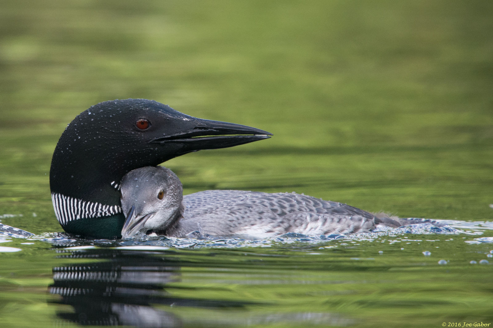 Common Loon