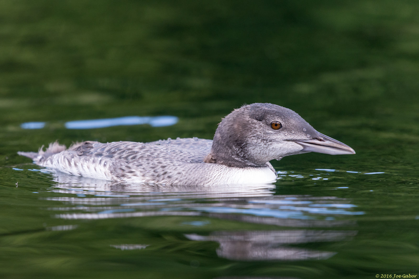 Common Loon