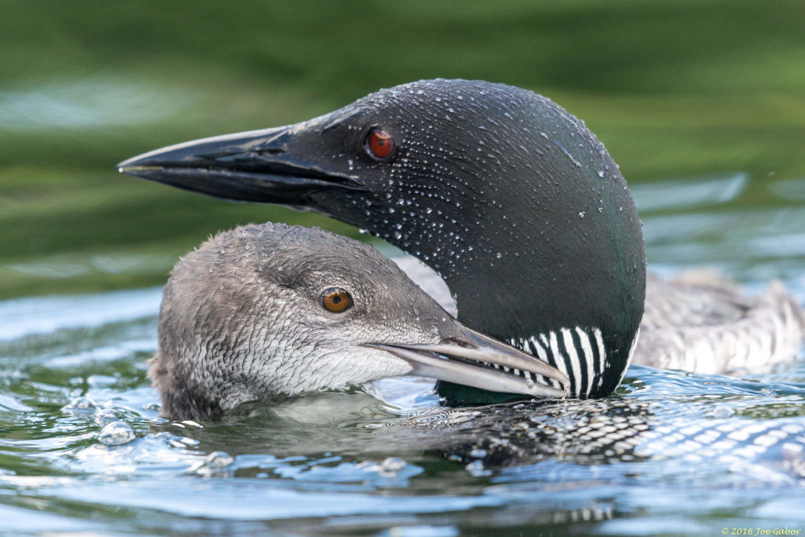Common Loon