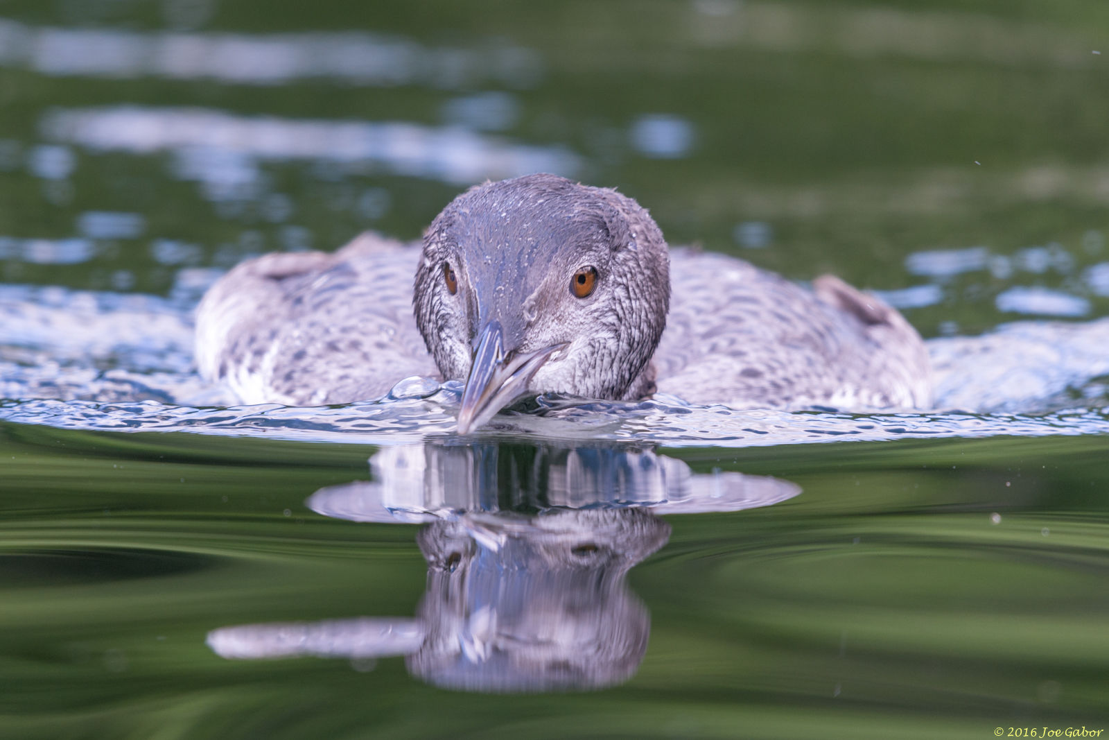 Common Loon