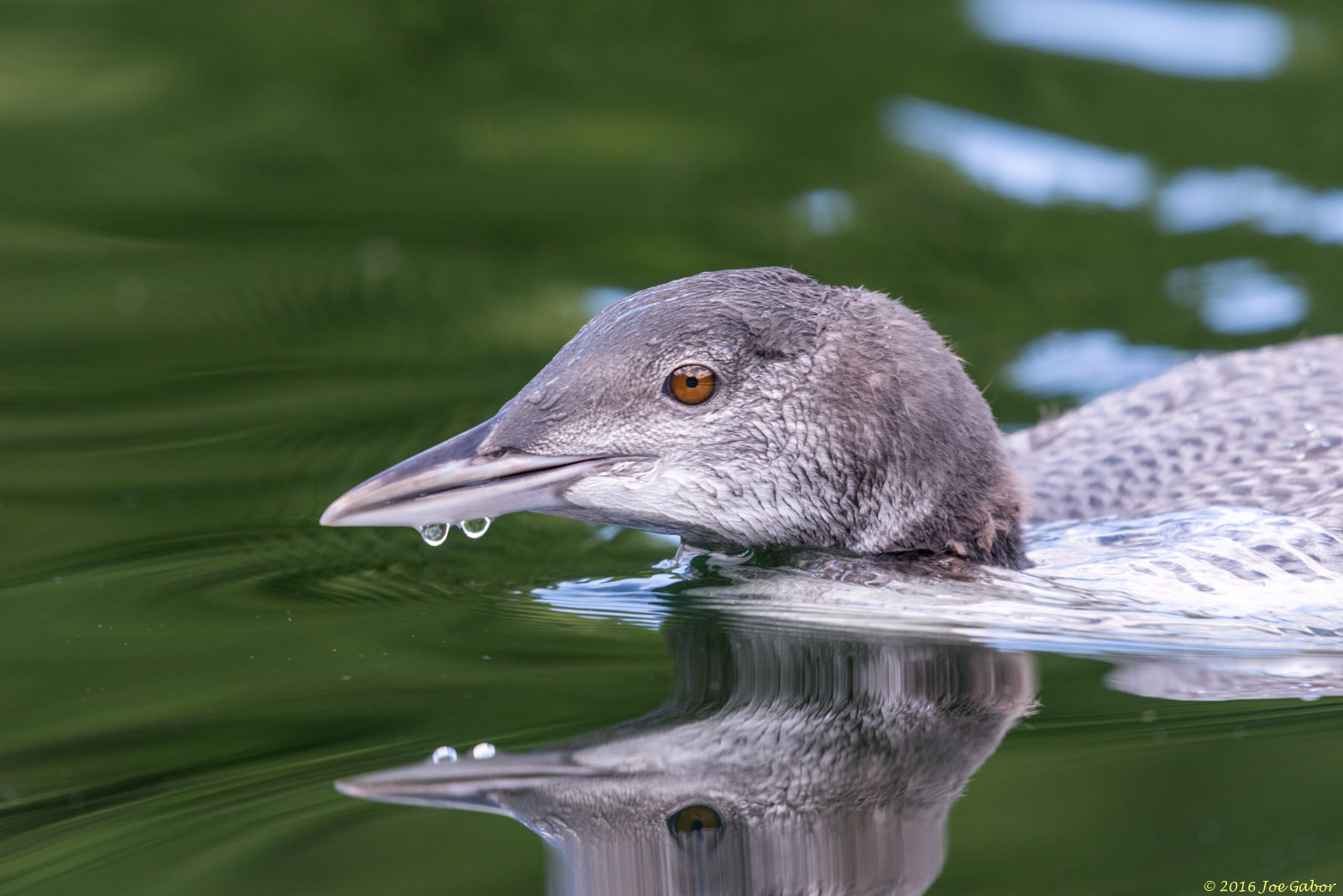 Common Loon