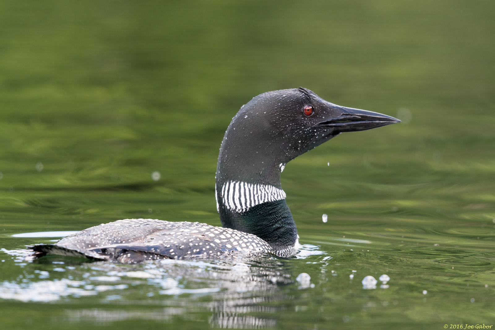 Common Loon