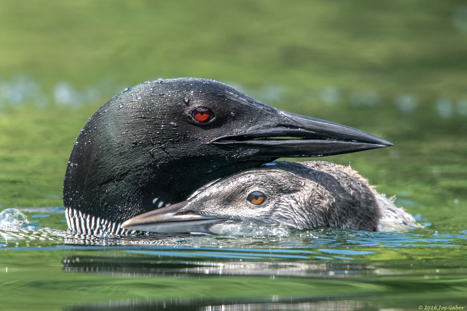 Common Loon