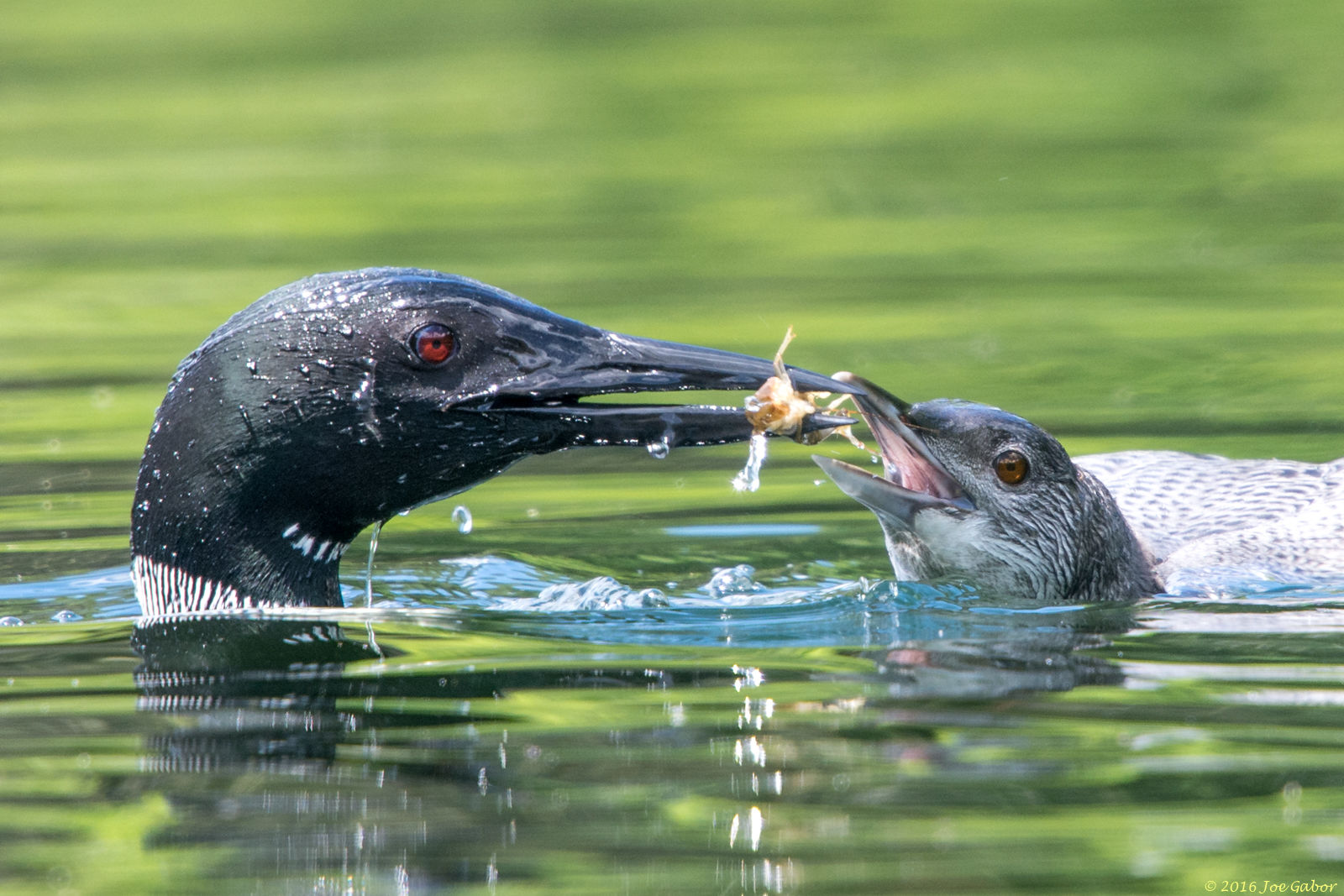 Common Loon